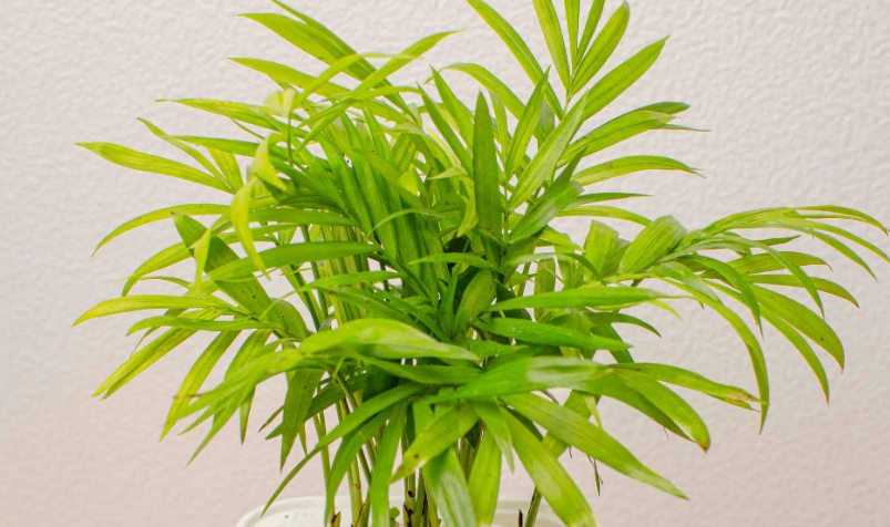 袖珍椰子 葉子發黃