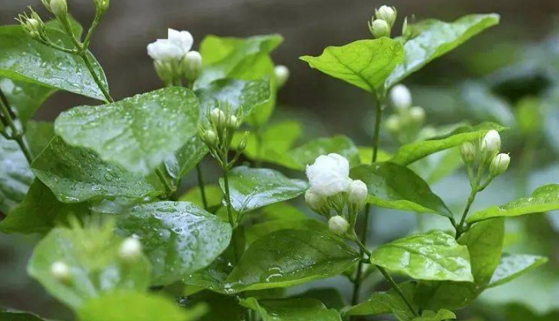 茉莉花生病怎麼辦？完整症狀診斷與救治指南
