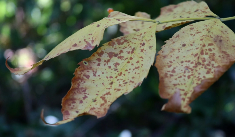 葉子曬傷怎麼辦？完整急救步驟與預防指南