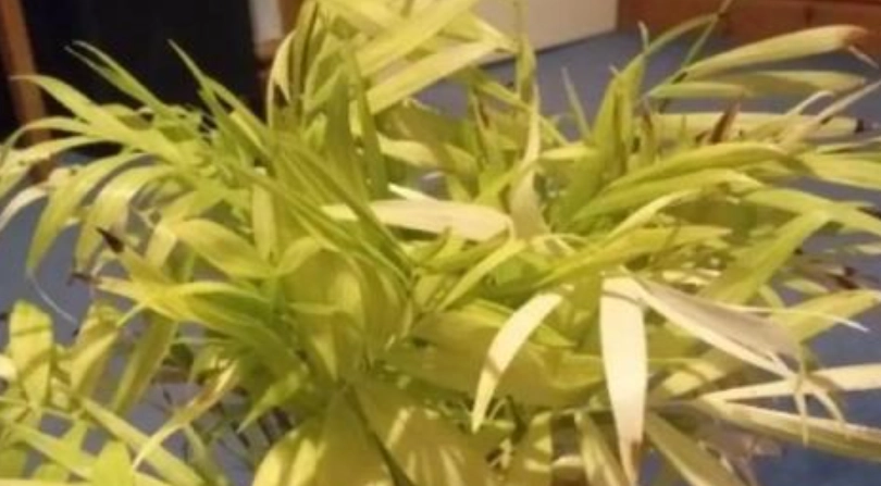 袖珍椰子葉子發黃怎麼辦？5大原因與搶救步驟全解析