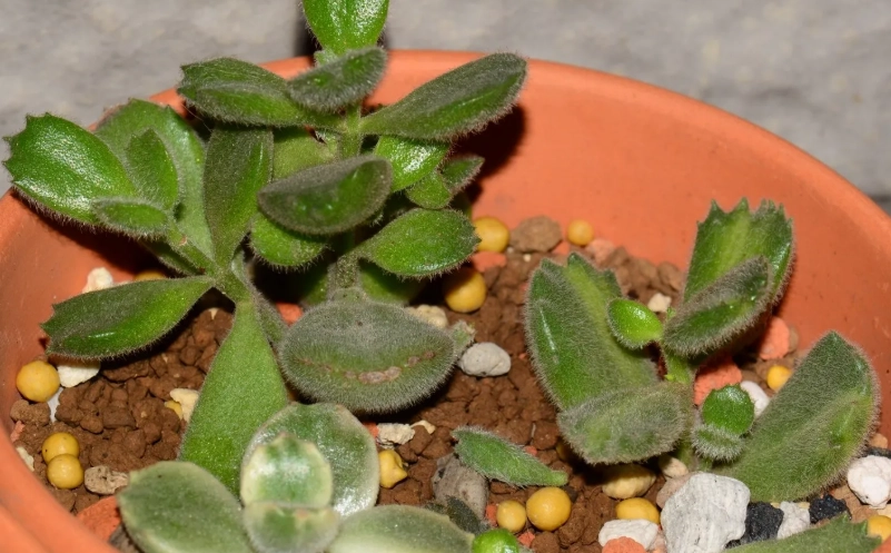 熊童子養護