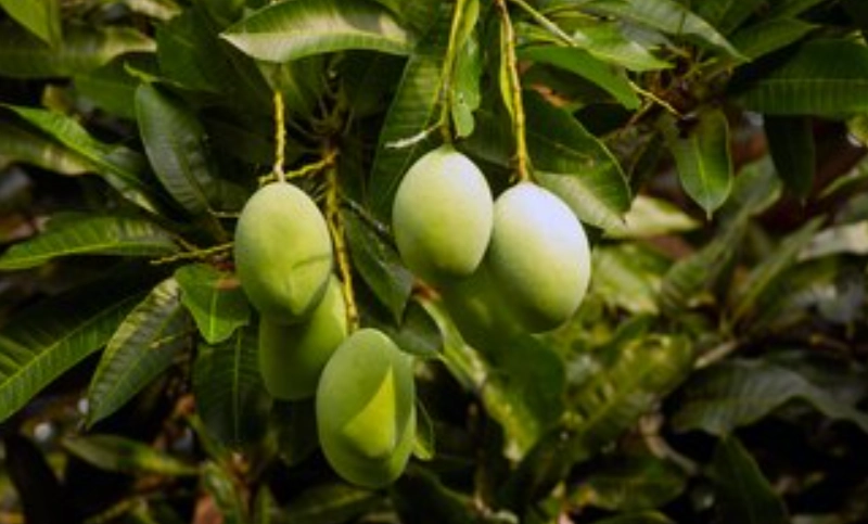 芒果樹結果時間 芒果樹結果時間