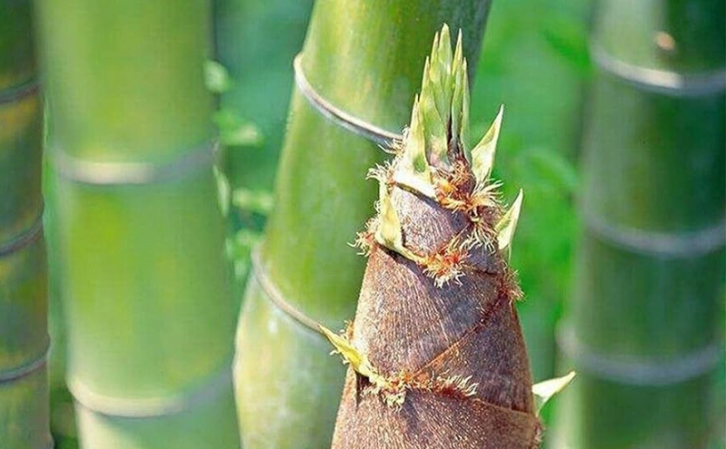 麻竹筍種子 麻竹筍種子