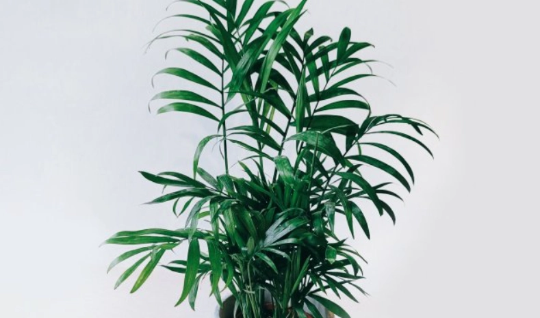 室內耐陰植物 室內耐陰植物