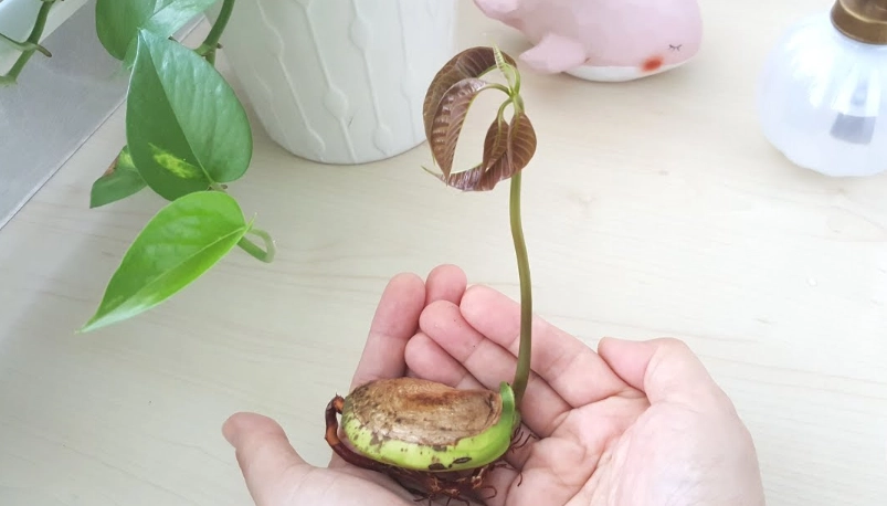 芒果種子水耕全攻略：從種子到小樹苗的室內栽培秘訣