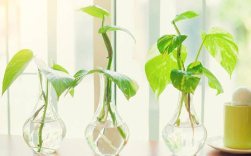 水耕植物繁殖 水耕植物繁殖