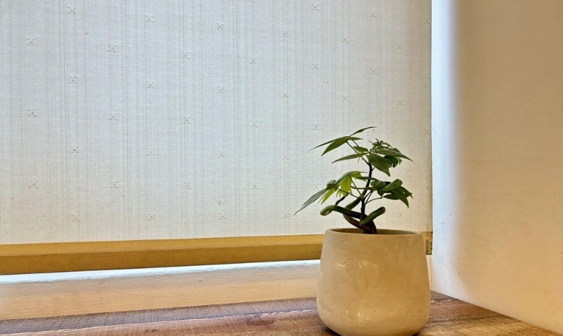 發財樹室內照顧