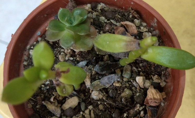 熊童子養護