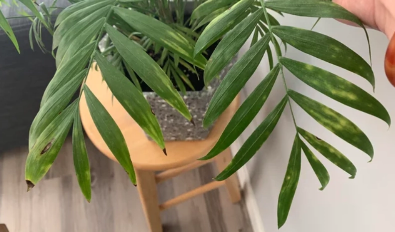 袖珍椰子 照顧 袖珍椰子 照顧