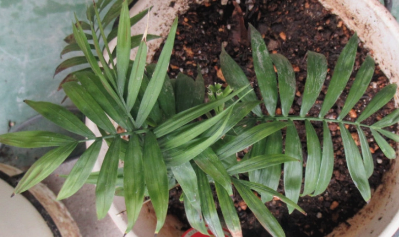室內耐陰植物 室內耐陰植物