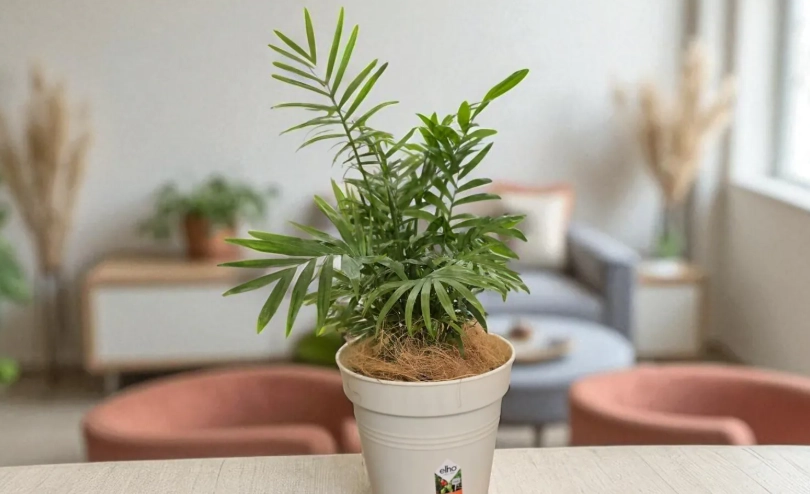 袖珍椰子照顧 袖珍椰子照顧