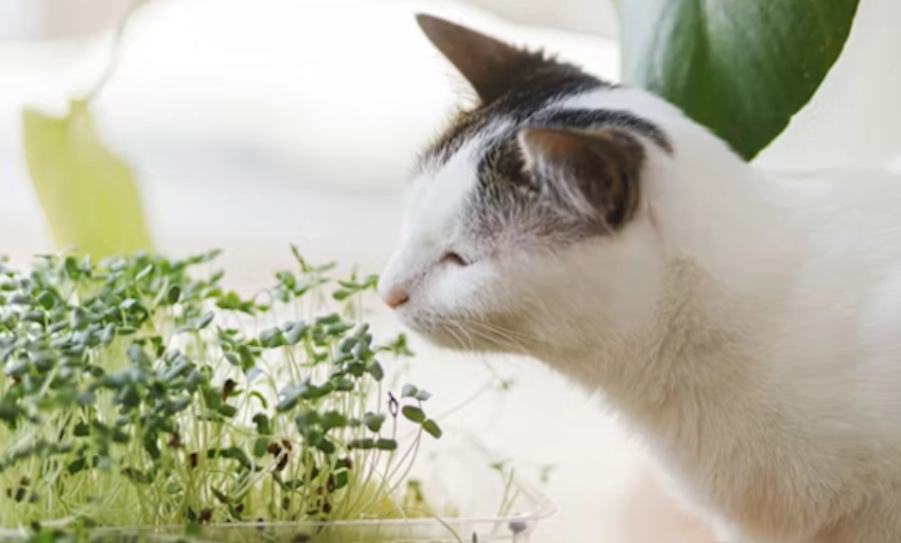 室內植物 貓
