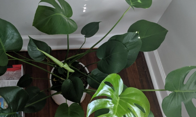 龜背芋照顧 龜背芋照顧