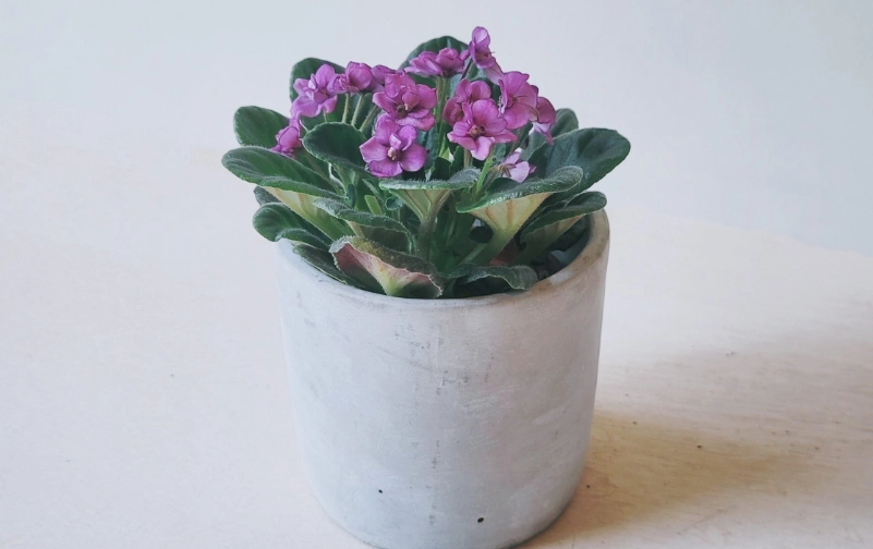 貓咪 安全 植物