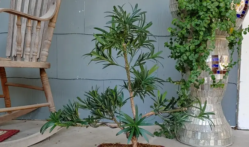 羅漢松修剪時間
