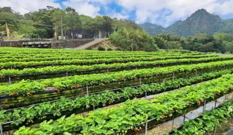 新竹採草莓 新竹採草莓