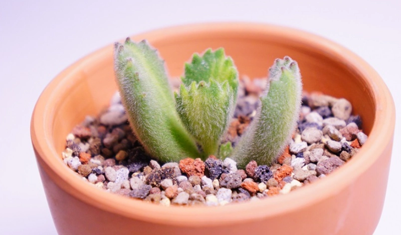 熊童子曬傷