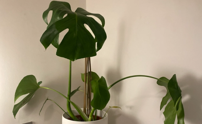 室內植物病害 室內植物病害