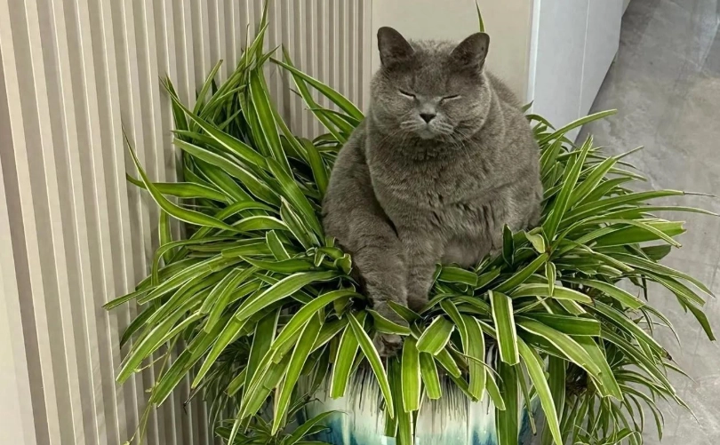 貓咪 安全 植物