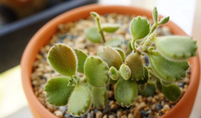 熊童子養護