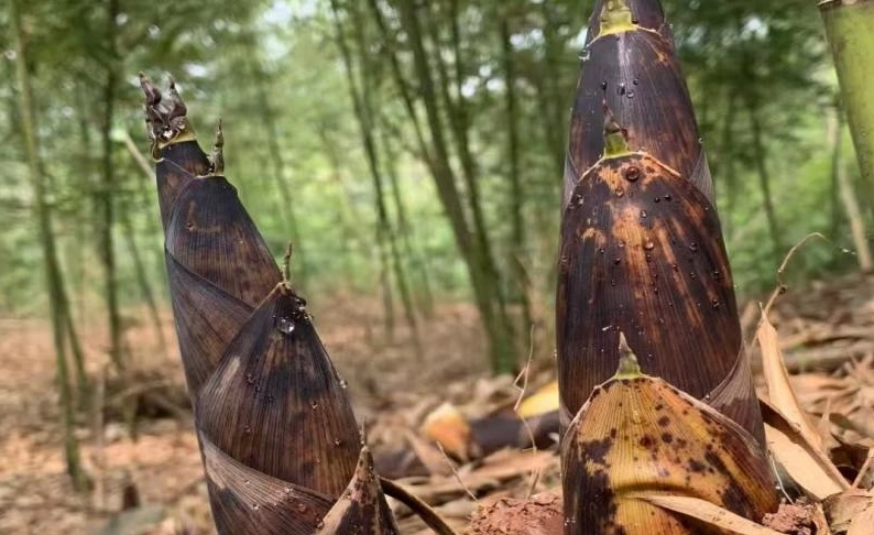 竹筍種植 竹筍種植