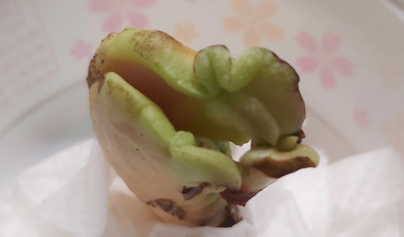 芒果種子發芽 芒果種子發芽