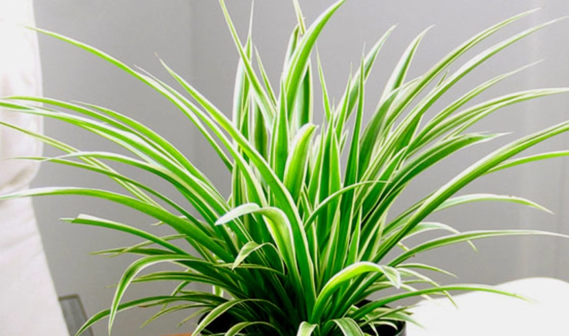 室內植物 貓