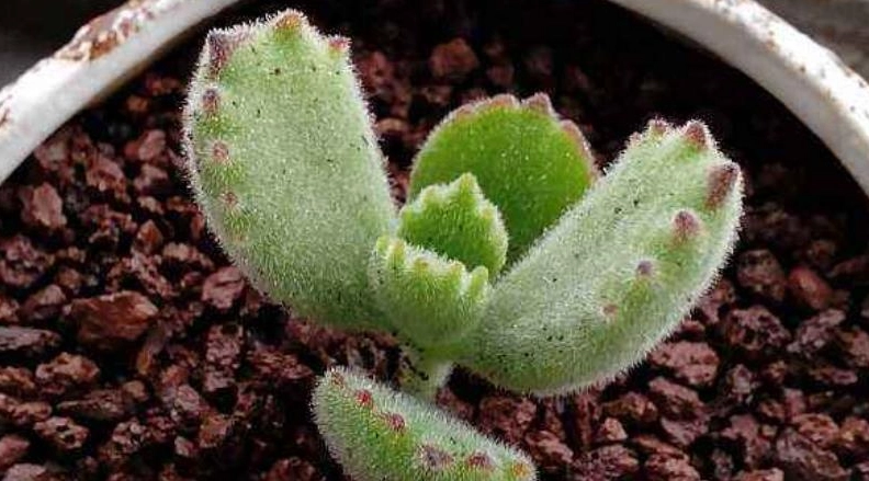多肉植物曬傷