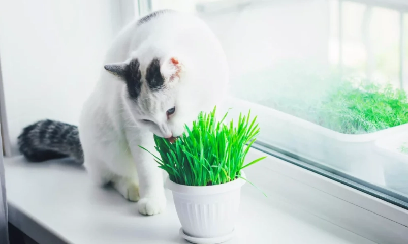 養貓 植物 安全