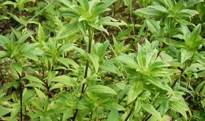龍膽桔功效全解析：從中醫觀點到日常應用指南