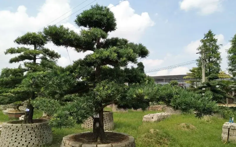 羅漢松修剪