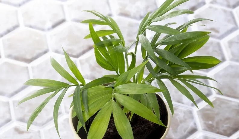 袖珍椰子葉片變黑怎麼辦？完整診斷與搶救指南