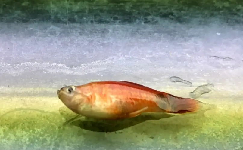 夢境解析 大魚