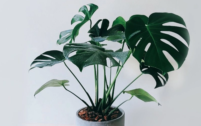 龜背芋葉片軟