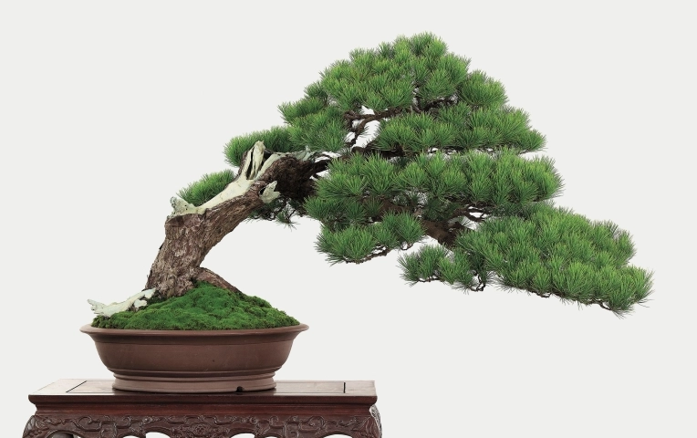 松樹種植方法