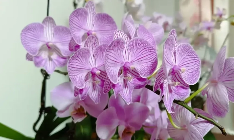 蝴蝶蘭花期照顧