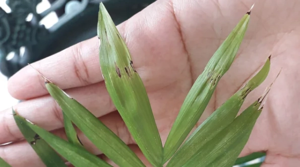 室內植物 病害 室內植物 病害