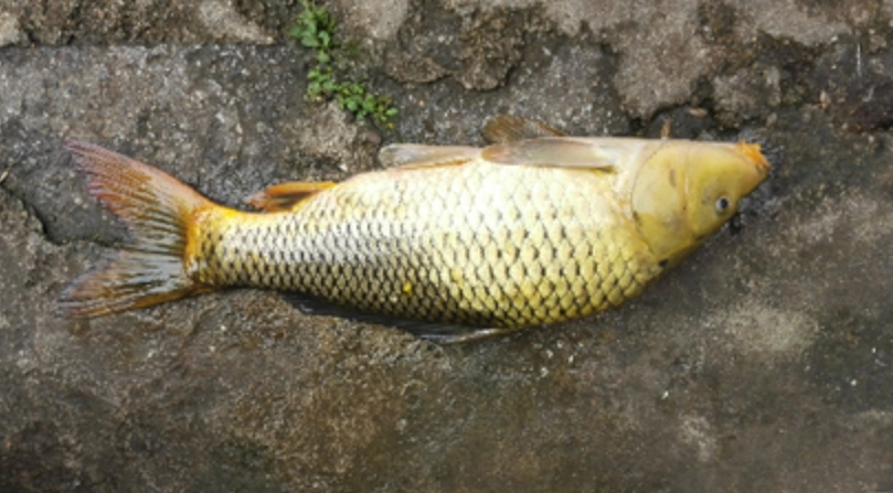 夢境解析 大魚