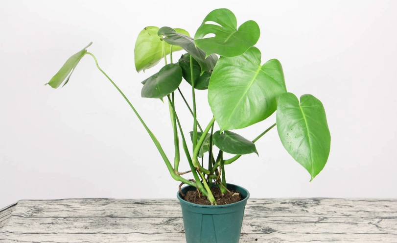 室內植物病害 室內植物病害