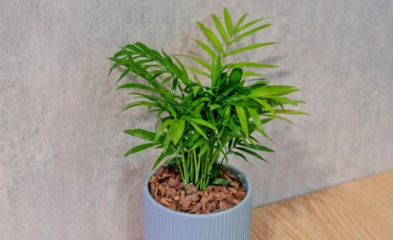 室內耐陰植物 室內耐陰植物