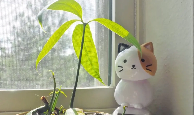 水耕芒果種子 水耕芒果種子