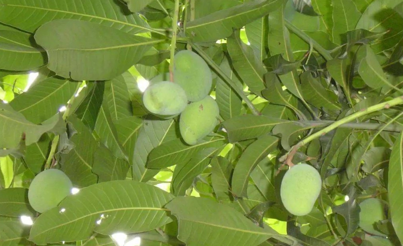 芒果樹要種多久才會結果？從種子到收成的完整時程與關鍵技巧