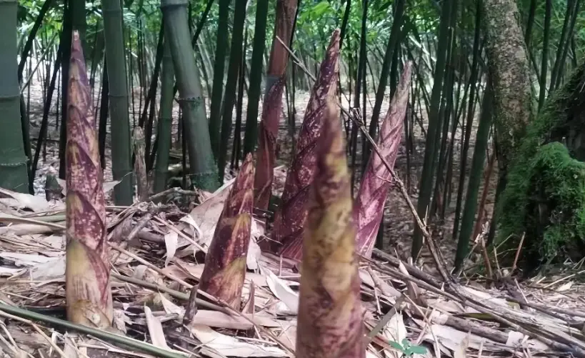 麻竹筍種子 麻竹筍種子
