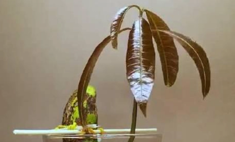 芒果種子發芽 芒果種子發芽