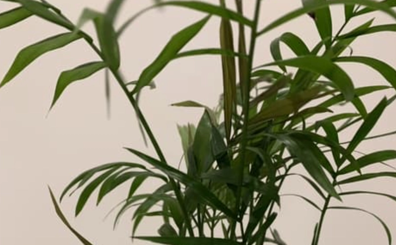 室內植物 病害 室內植物 病害