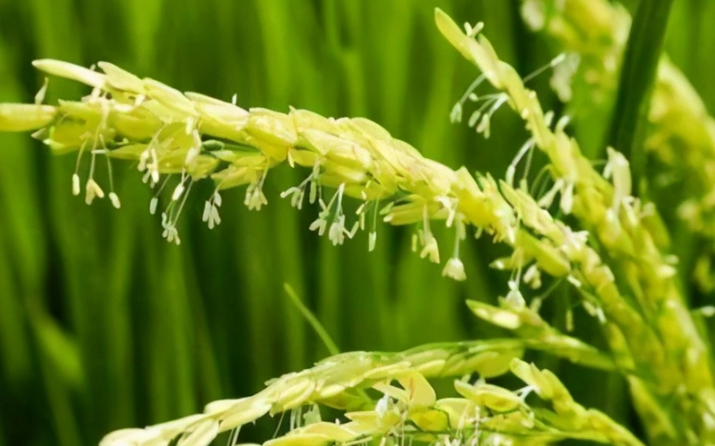 水稻開花時間 水稻開花時間