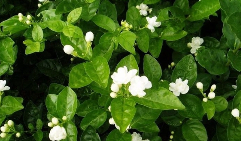 茉莉花不開花 茉莉花不開花