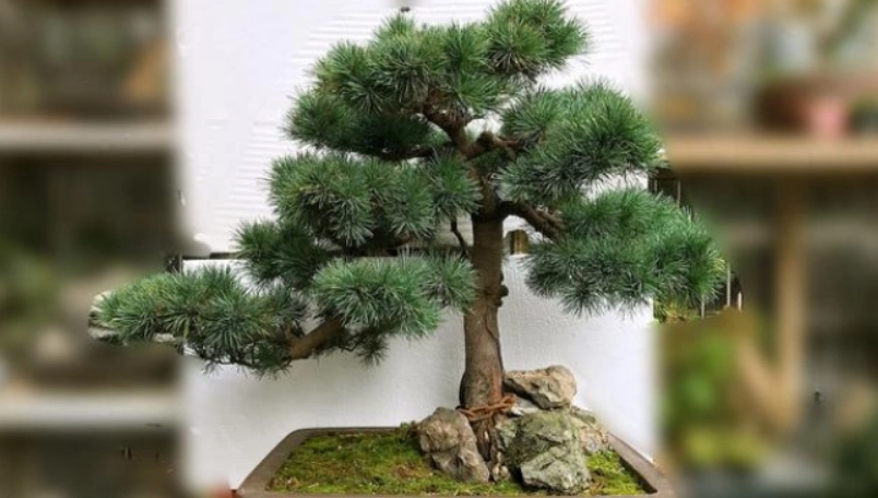 黑松换盆 黑松换盆