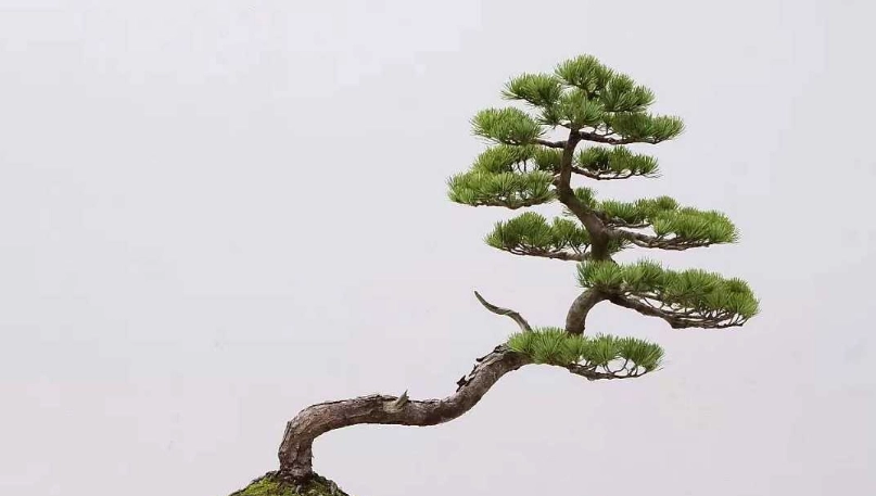 黑松換盆時間：掌握最佳時機與完整步驟指南