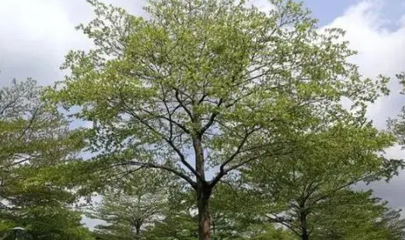 小葉欖仁怎麼澆水 小葉欖仁怎麼澆水